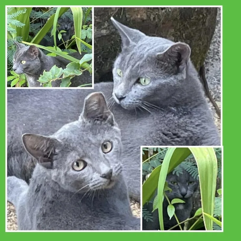 A young medium-sized female Gray / Blue / Silver Domestic Short Hair cat named Mama & Baby Girl for adoption in Beaverton, OR