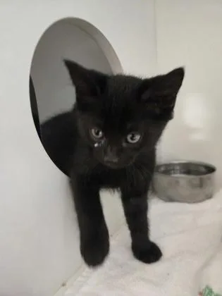 A baby small-sized male Domestic Short Hair cat named Lurch for adoption in Savannah, GA