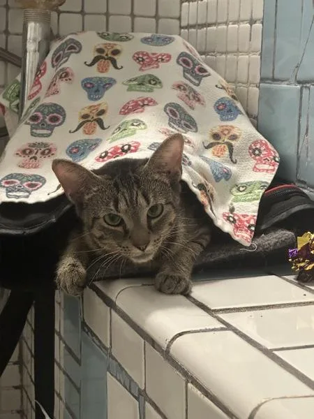 A young small-sized female Domestic Short Hair cat named Linguine for adoption in Ridgewood, NY