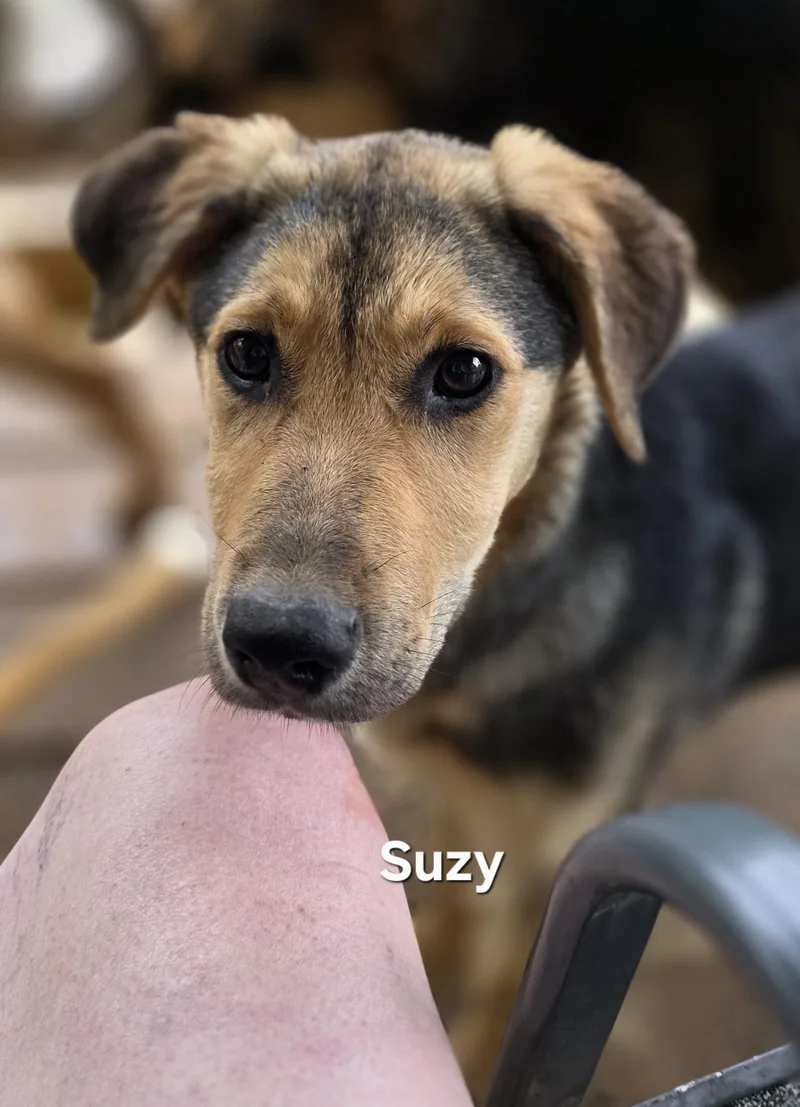 A baby medium-sized female Bicolor Black Mouth Cur dog named Suzy for adoption in Warren, RI
