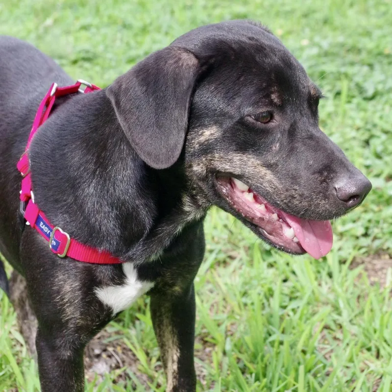 A young medium-sized female Black Labrador Retriever dog named Puppy Rachel for adoption in Miami, FL