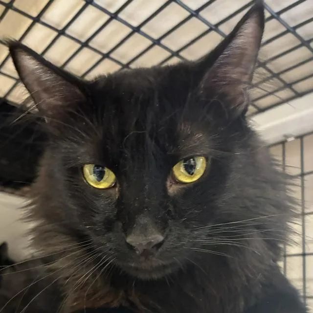 A young large-sized male Domestic Long Hair cat named Timon [and Pumbaa] for adoption in Santa Fe, NM