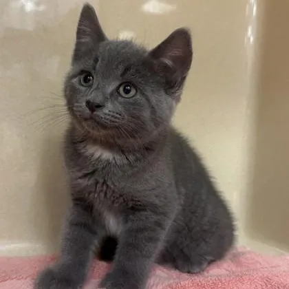 A baby medium-sized male Gray & White Domestic Short Hair cat named Sacandaga for adoption in Cooperstown, NY