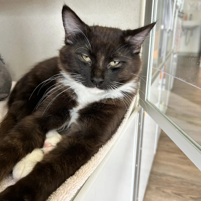 A baby medium-sized male Black Domestic Short Hair cat named Faye for adoption in Redwood City, CA