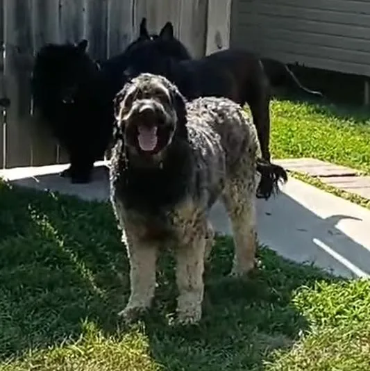 An adult large-sized male Poodle dog named Chewie for adoption in Glenwood , IA