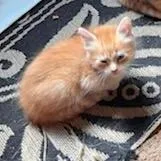 A baby small-sized male Orange / Red Domestic Medium Hair cat named Draw for adoption in Coos Bay, OR