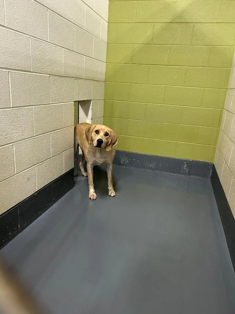 A young large-sized male Coonhound dog named Pluto for adoption in Johnson City, TN