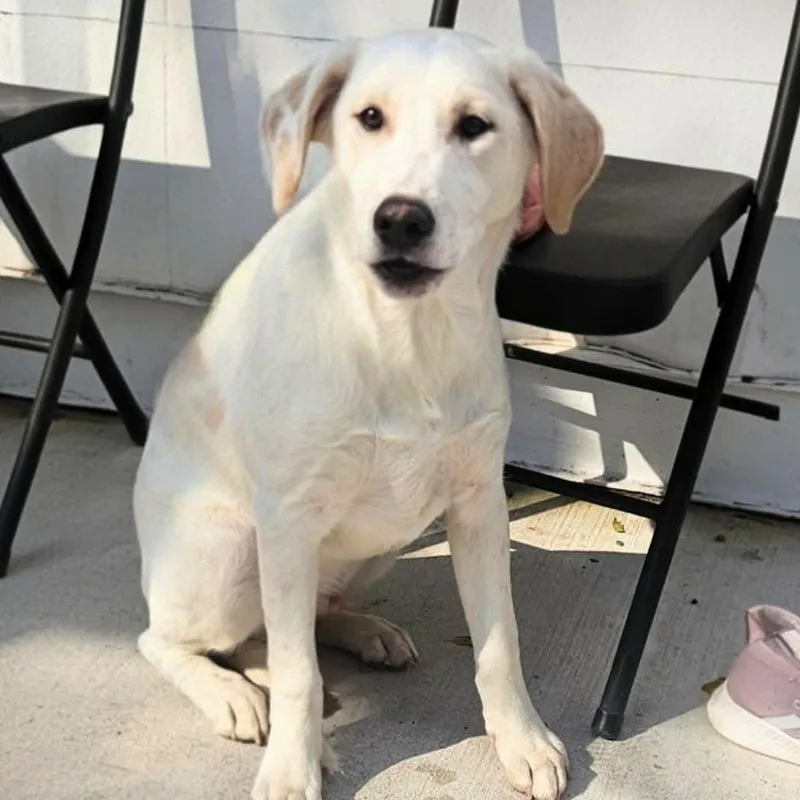 A young large-sized male White / Cream Terrier dog named Toby for adoption in CORPUS CHRISTI, TX