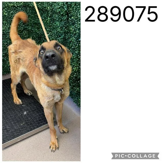 A young large-sized male Belgian Shepherd / Malinois dog named Patrick for adoption in Macon, GA