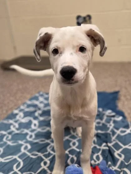 A baby medium-sized male Cattle Dog dog named Davis for adoption in Westland, MI