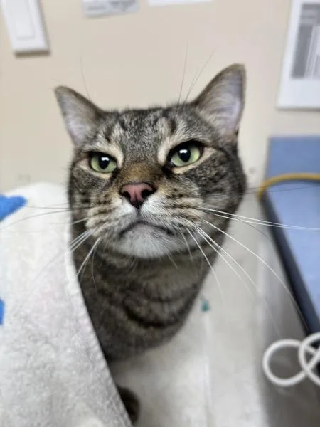 An adult small-sized male Domestic Short Hair cat named Tortilla for adoption in Sherwood, OR