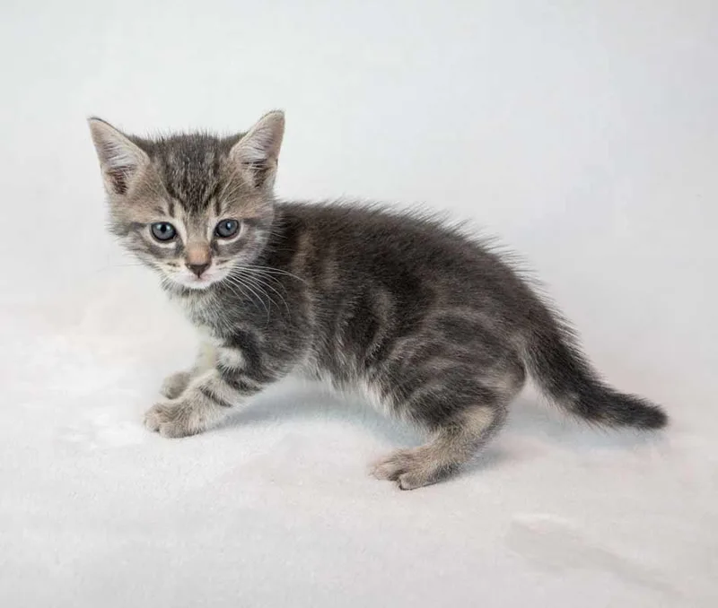 A baby medium-sized female Domestic Short Hair cat named Elvira for adoption in Kennesaw, GA