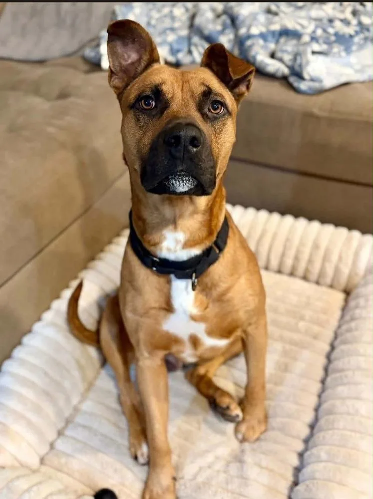 An adult large-sized male Tricolor (Brown, Black, & White) Pit Bull Terrier dog named Alex for adoption in Indianapolis, IN