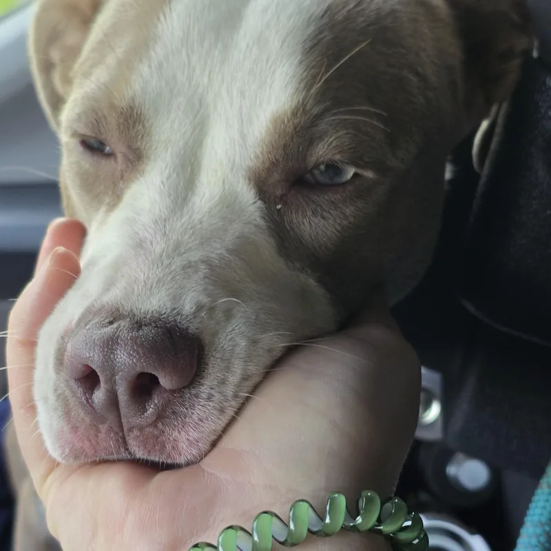 A young medium-sized female Yellow / Tan / Blond / Fawn American Staffordshire Terrier dog named Bitsy for adoption in Mountain City, TN