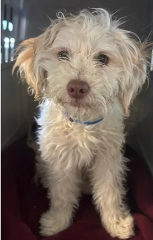 Zeke
