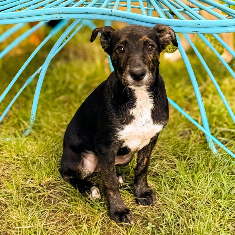 A baby small-sized female Brindle Mixed Breed dog named June for adoption in Springboro, OH