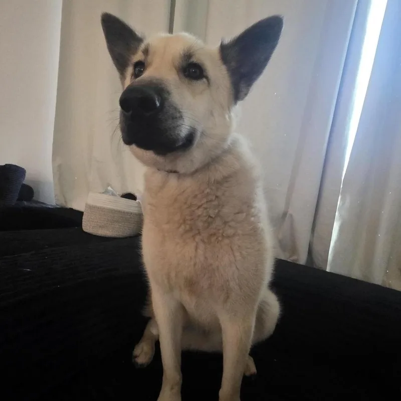 A young large-sized male White / Cream German Shepherd Dog dog named Martin for adoption in Sandia Park, NM