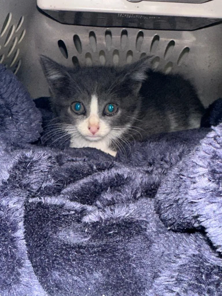 A baby small-sized female Domestic Short Hair cat named Poppy for adoption in Bossier City, LA