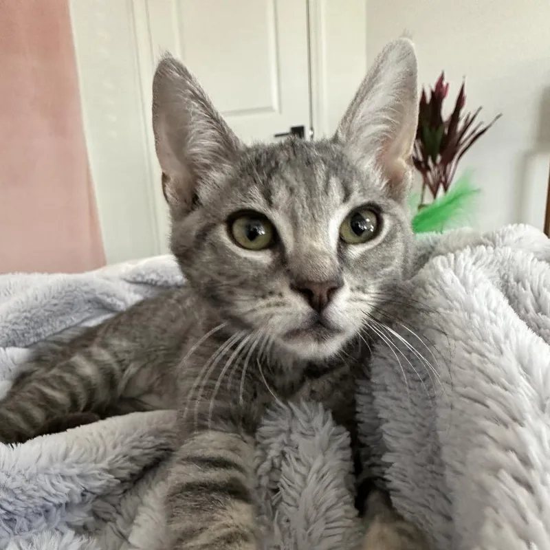 A baby small-sized female Gray / Blue / Silver Domestic Short Hair cat named Penny for adoption in Fresno, CA