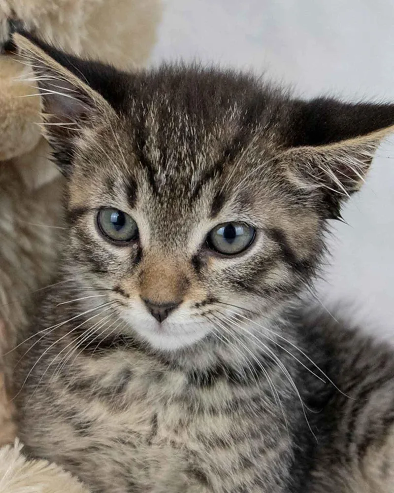 A baby medium-sized male Domestic Short Hair cat named Beetle for adoption in Kennesaw, GA