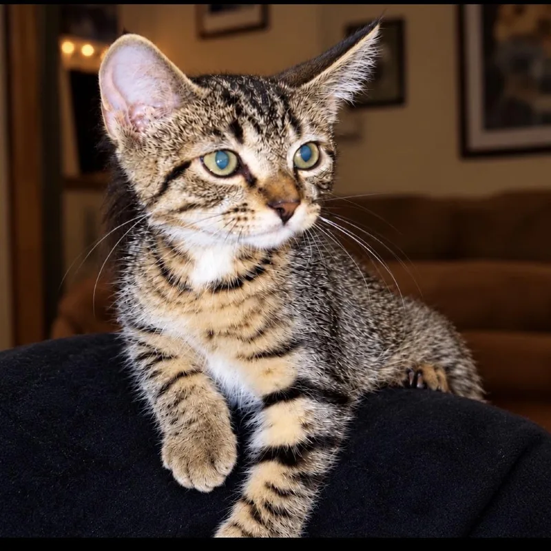 A baby small-sized male Brown / Chocolate Domestic Short Hair cat named Teeny Tiny for adoption in Wadena, MN