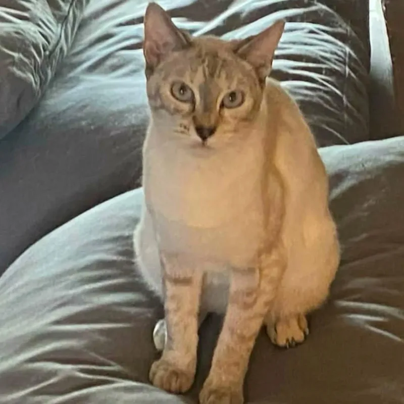 A young medium-sized female Gray & White Siamese cat named Glacier for adoption in HANSON, MA