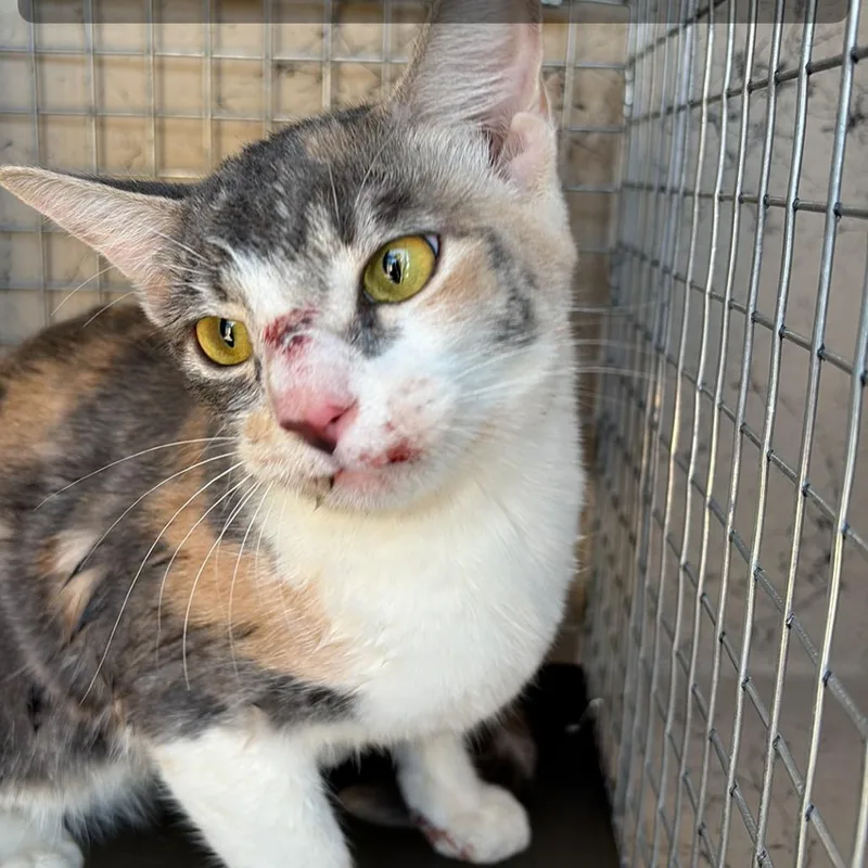 An adult medium-sized female Domestic Short Hair cat named HACCStray for adoption in Henderson, NV