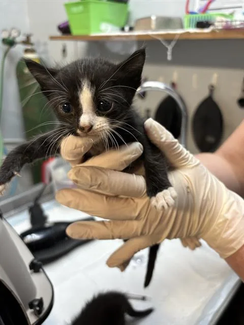 A baby small-sized male Domestic Short Hair cat named Galileo for adoption in Fort Walton Beach, FL