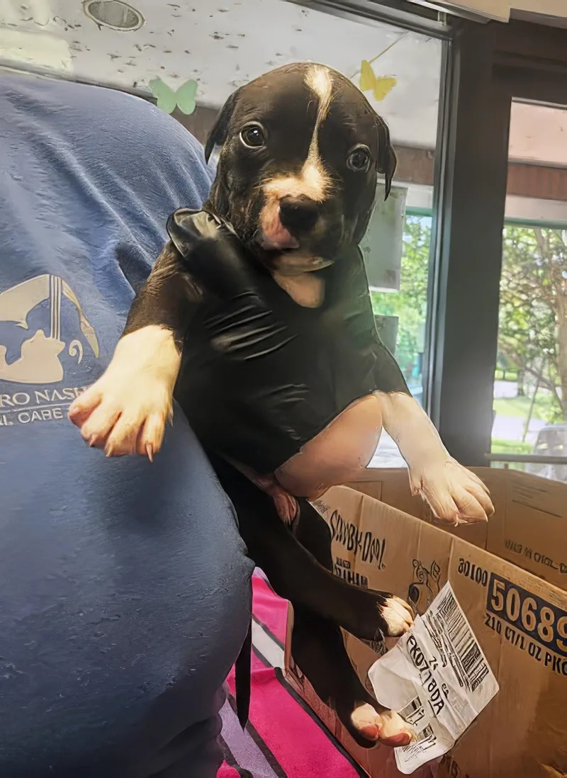 A baby medium-sized male Black Mixed Breed dog named Ethan for adoption in Nashville, TN