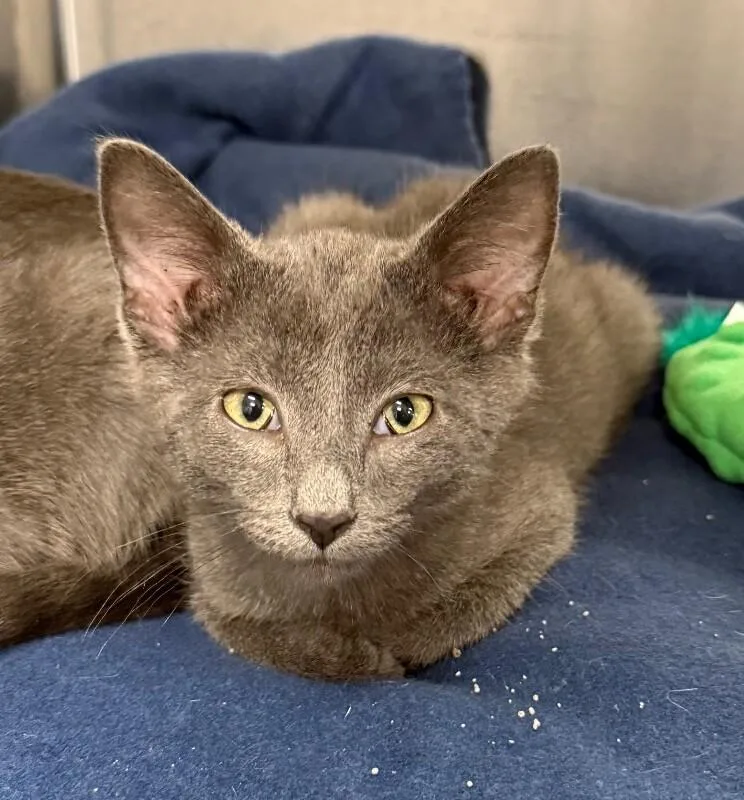 A young small-sized male Domestic Short Hair cat named Finn for adoption in Yankton, SD