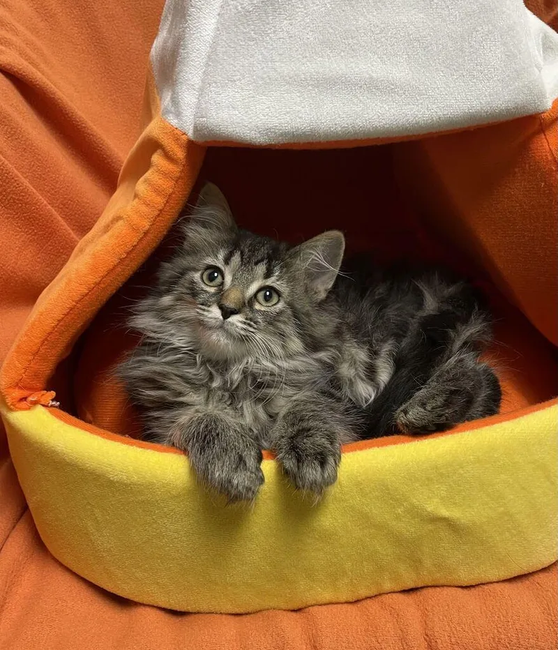 A baby small-sized female Domestic Long Hair cat named Chaos for adoption in Jackson, MI