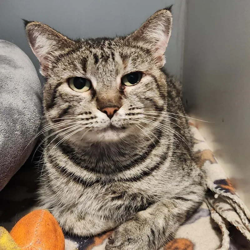 Cinderheart thumbnail 2