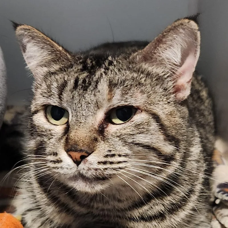 Cinderheart thumbnail 3