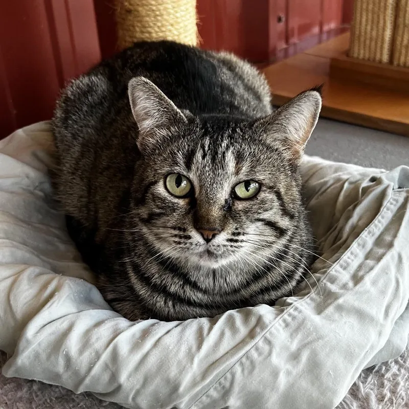 Cinderheart thumbnail 4