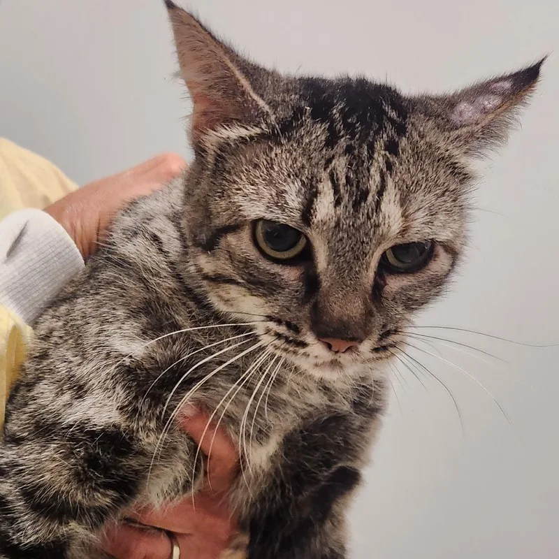 Cinderheart thumbnail 5