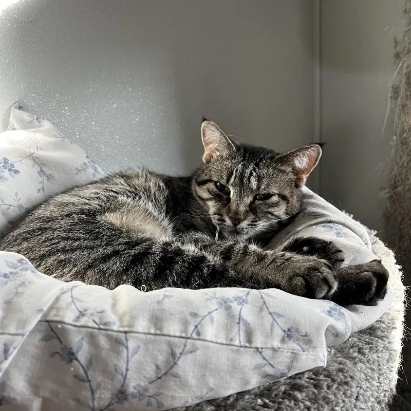 Cinderheart thumbnail 6