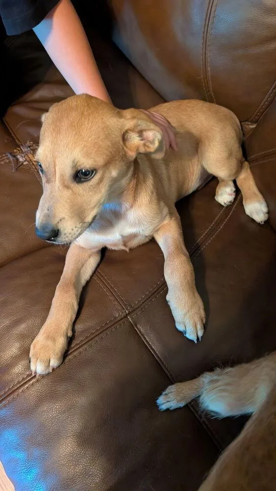 A baby large-sized male White / Cream Labrador Retriever dog named Dorito for adoption in Mooresville, NC