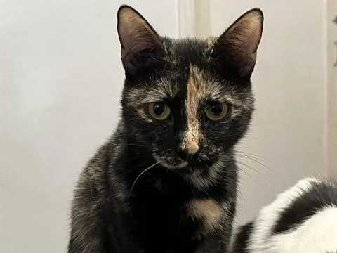 A young small-sized female Domestic Short Hair cat named Hazel for adoption in Palo Alto, CA