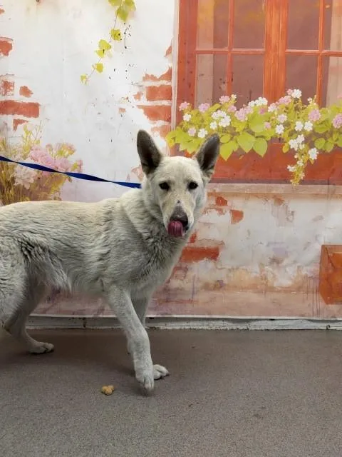 An adult large-sized female German Shepherd Dog dog named Chloe for adoption in San Bernardino, CA