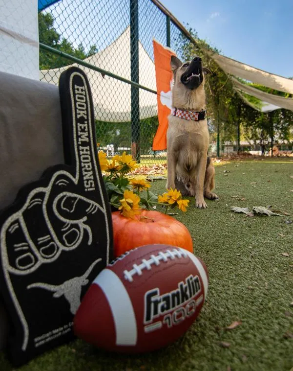 An adult large-sized male Mixed Breed dog named Finch for adoption in Austin, TX