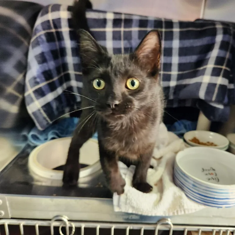 A baby medium-sized male Black Domestic Short Hair cat named Table for adoption in Grand Rapids, MI