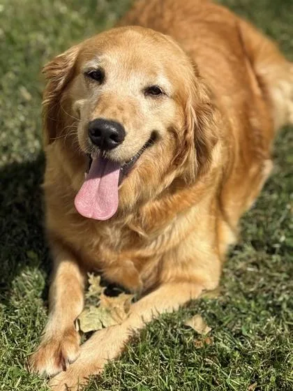 An adult large-sized female Golden Retriever dog named Poppy for adoption in Malvern, PA