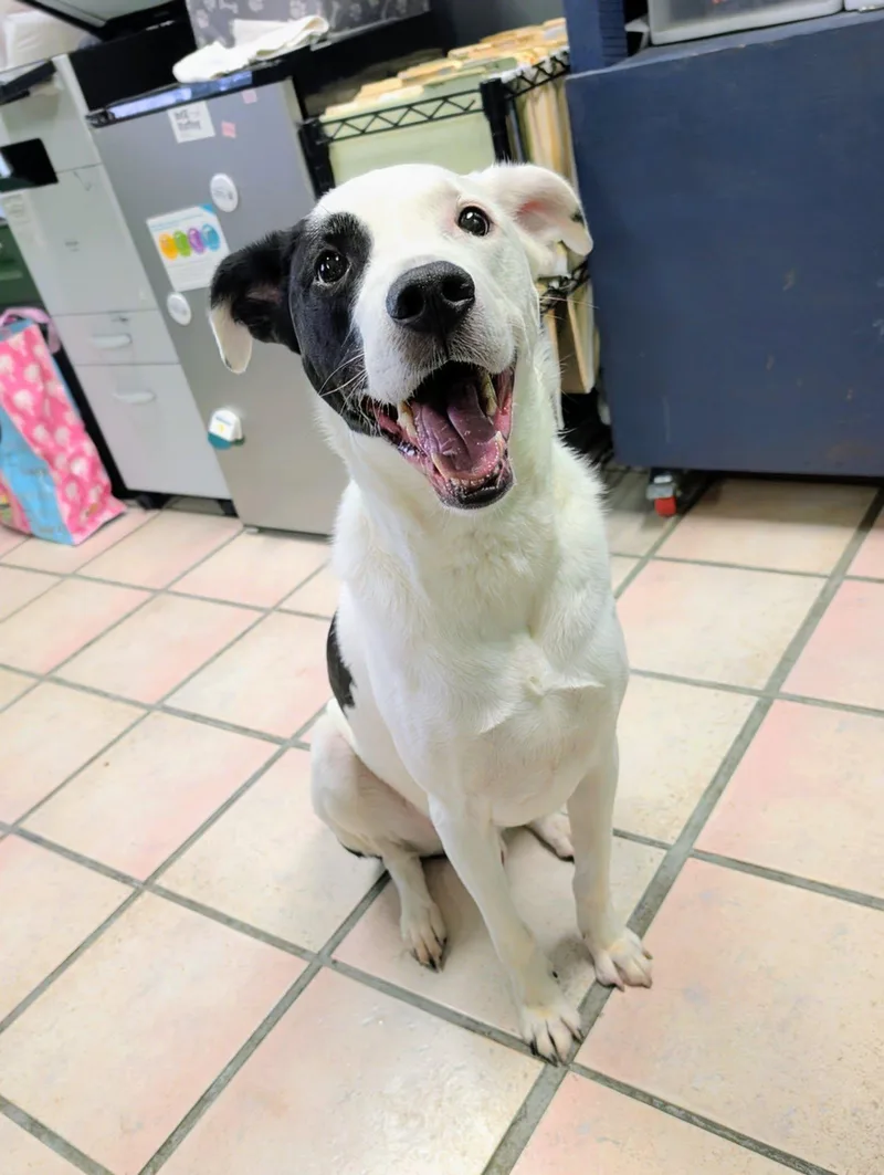 An adult medium-sized male Labrador Retriever dog named Oakley for adoption in Newburgh, IN