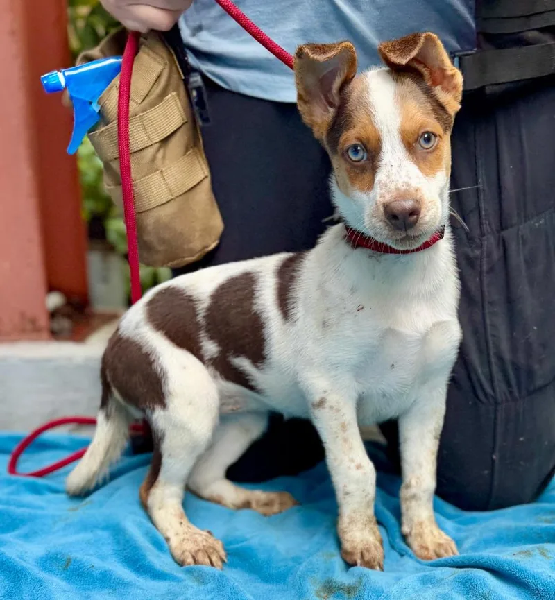 A baby small-sized female Mixed Breed dog named Chrissy for adoption in Ellijay, GA