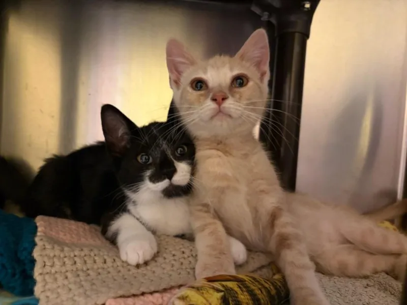 A baby small-sized male Domestic Short Hair cat named Quente for adoption in Santa Cruz, CA