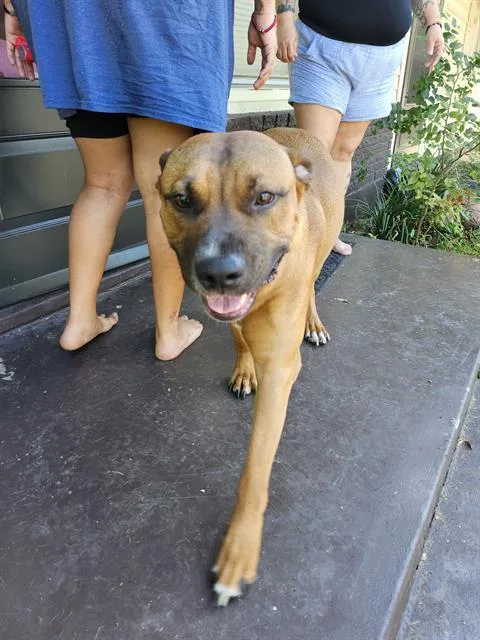 A young large-sized male Mastiff dog named Little John for adoption in San Antonio, TX
