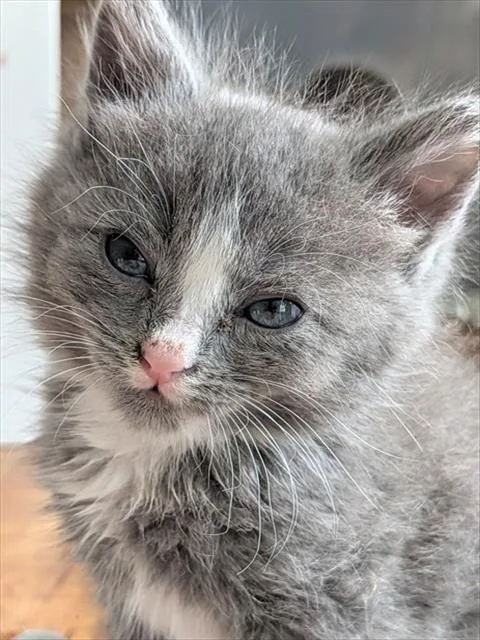 A baby small-sized female Domestic Short Hair cat named Gazoo for adoption in Tustin, CA