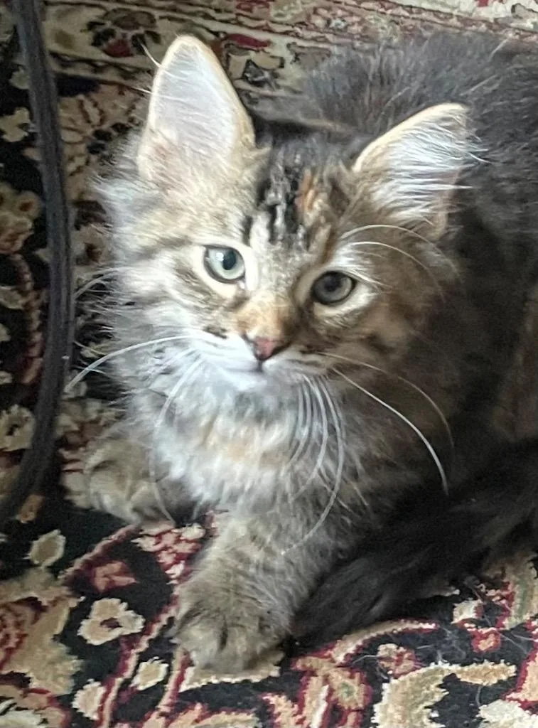 A baby small-sized female Domestic Long Hair cat named Kameko for adoption in Newaygo, MI