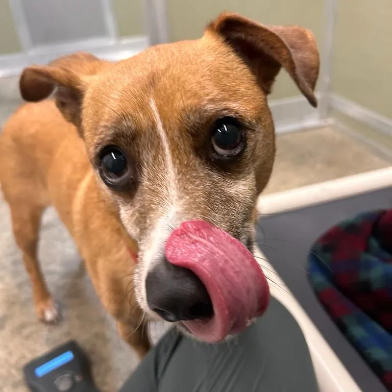 A senior small-sized male Dachshund dog named Harold for adoption in Woodinville, WA