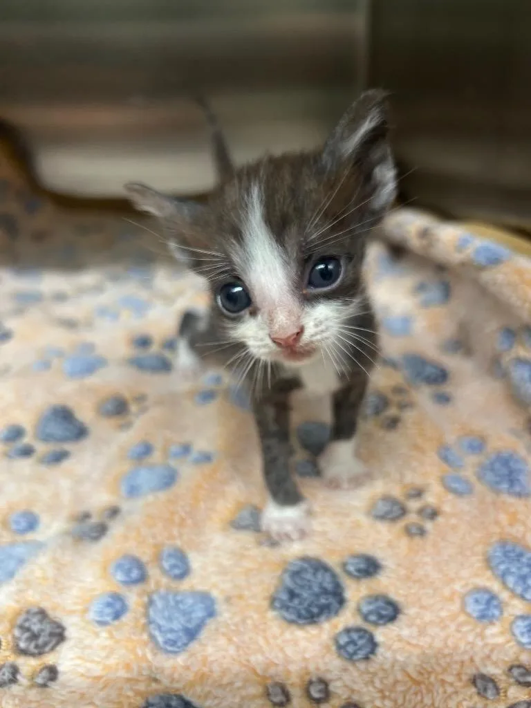A baby medium-sized male Domestic Short Hair cat named Cricket for adoption in Seven Points, TX